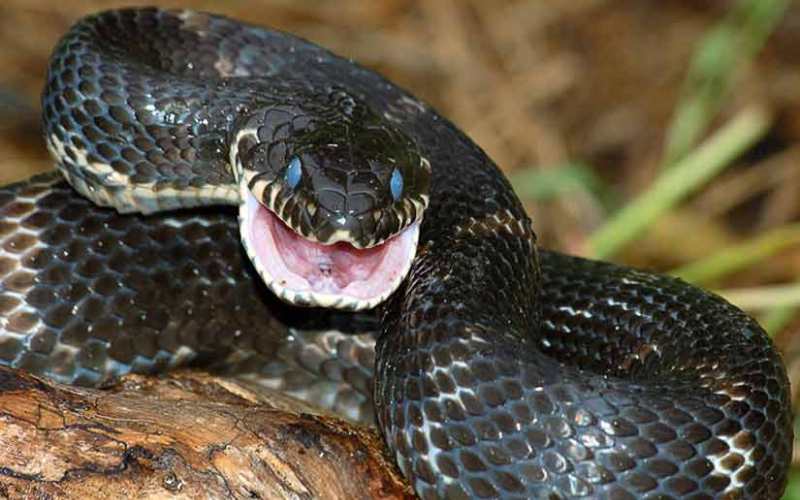 Странные мифы о змеях, из-за которых многие их боятся