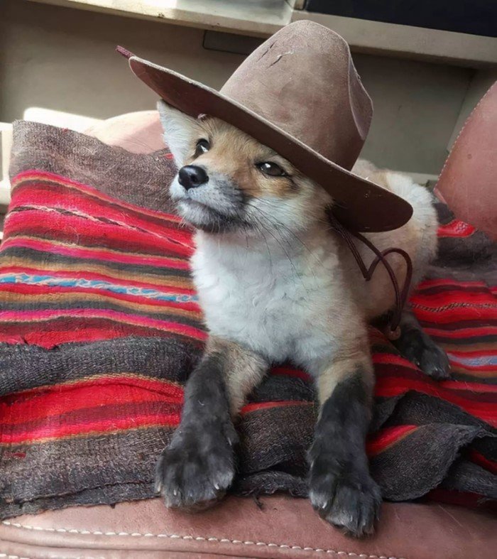Снимки самых милых лис, которые поднимают настроение Животные