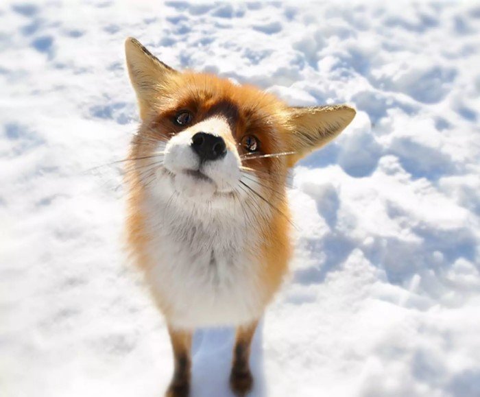Снимки самых милых лис, которые поднимают настроение Животные