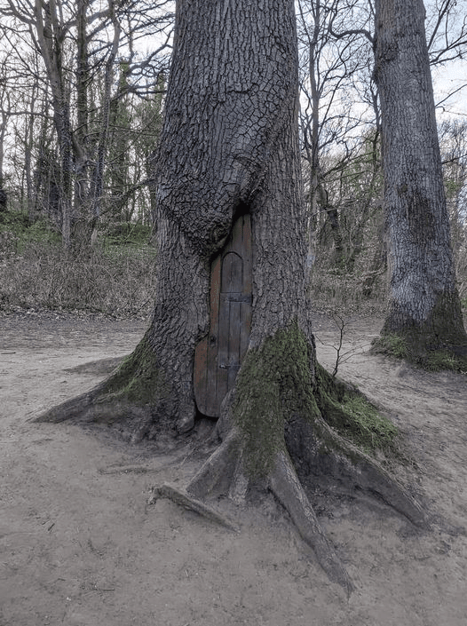 Поглощающая сила деревьев на снимках