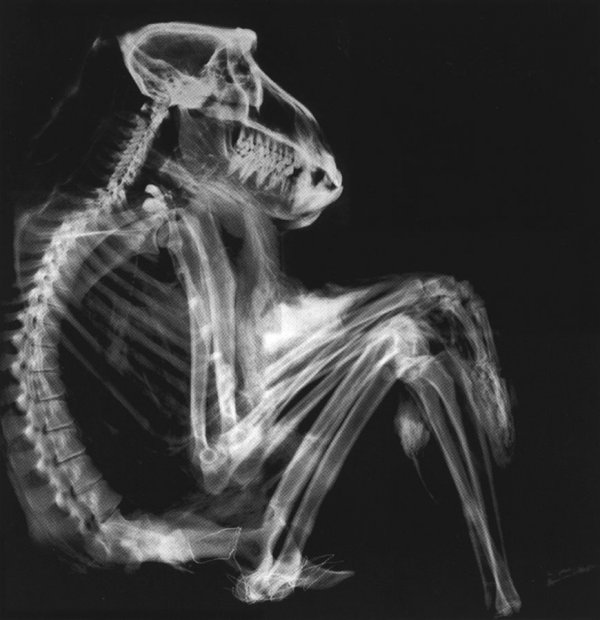 Примеры разных занятных рентгеновских снимков