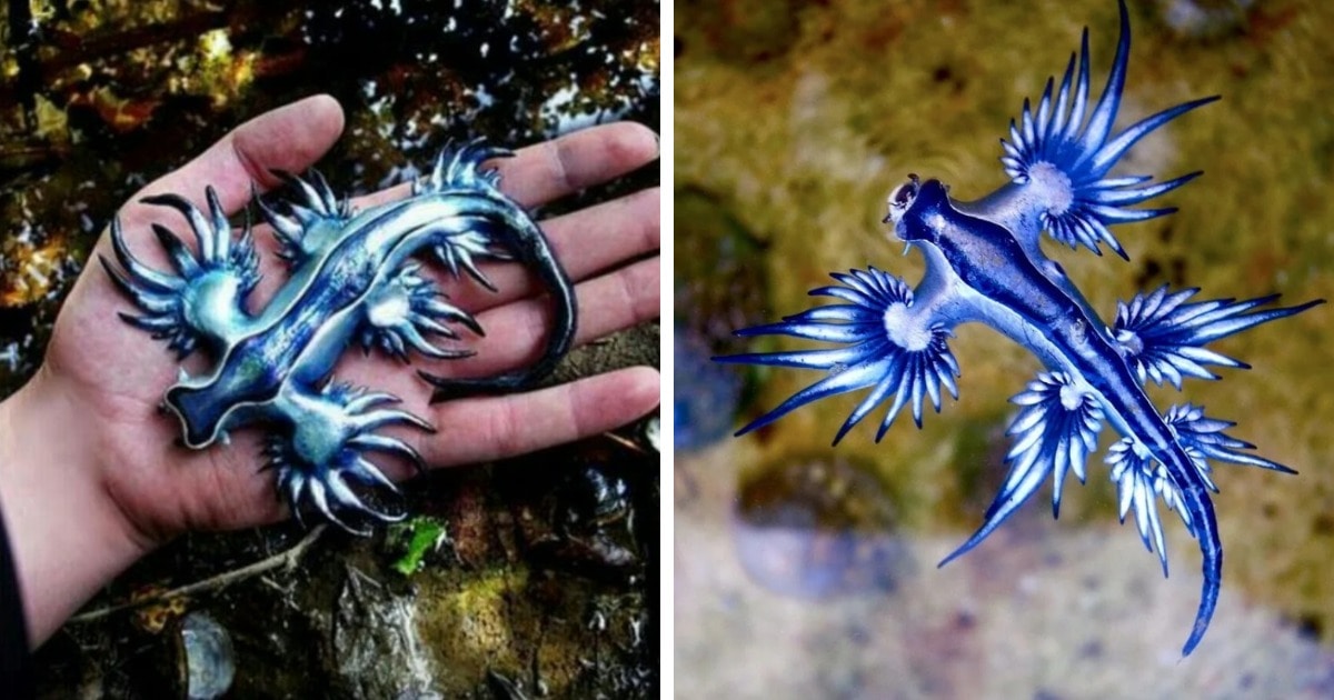 Инопланетные создания, которые просто проживают на дне океана