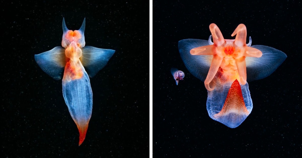 Инопланетные создания, которые просто проживают на дне океана