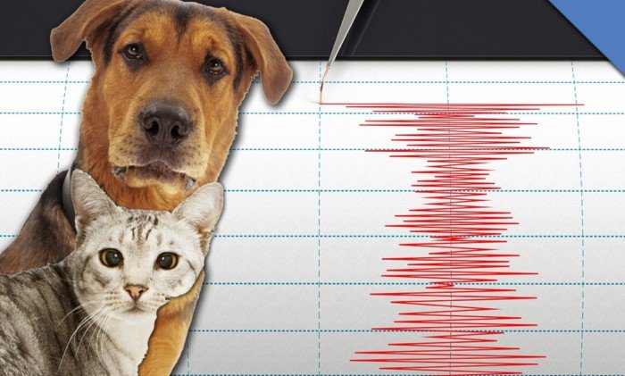 Так могут ли животные предсказывать землетрясения?