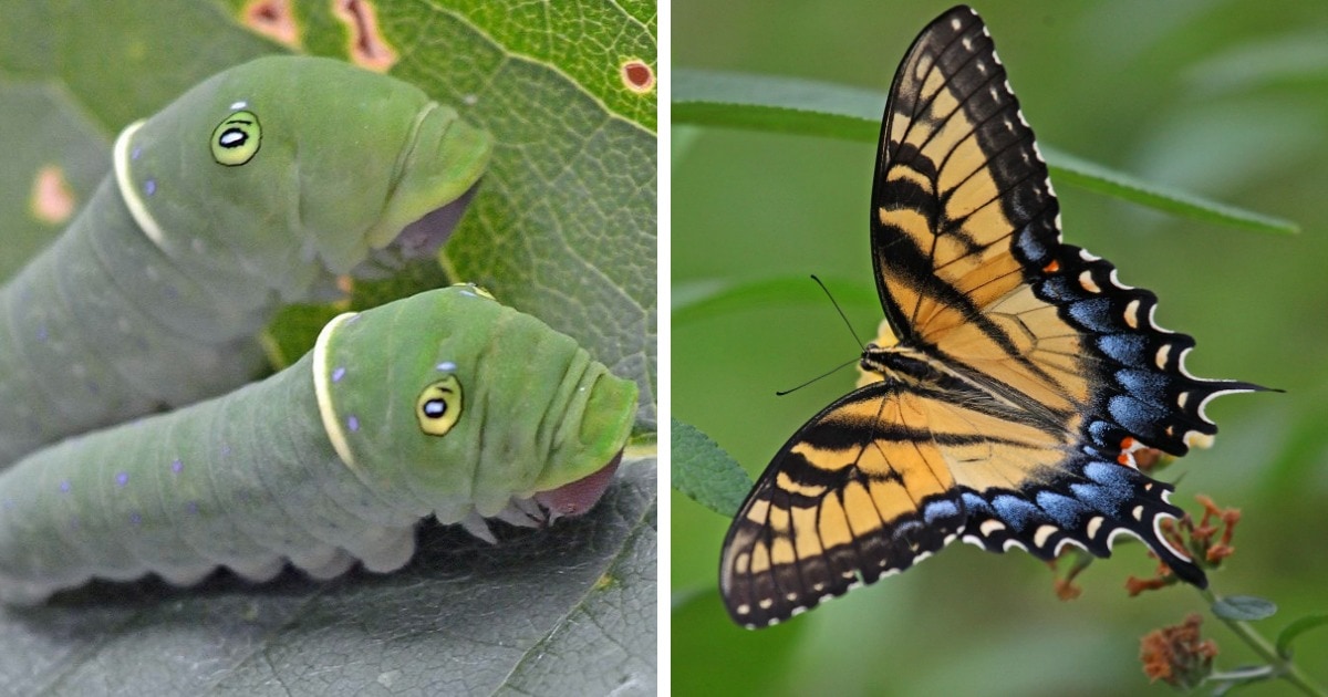 Бабочки, которые прекрасны ещё даже в образе гусеницы