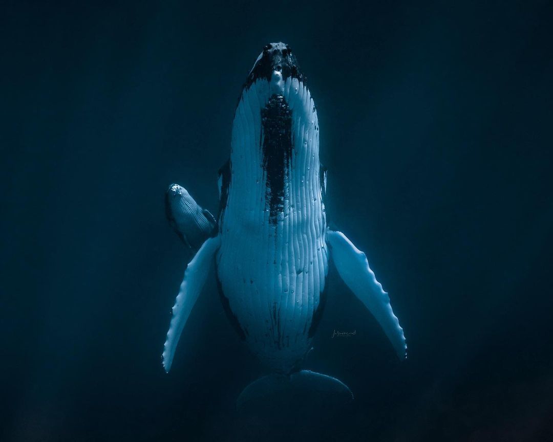 Красота подводного мира на снимках Жасмин Кэри