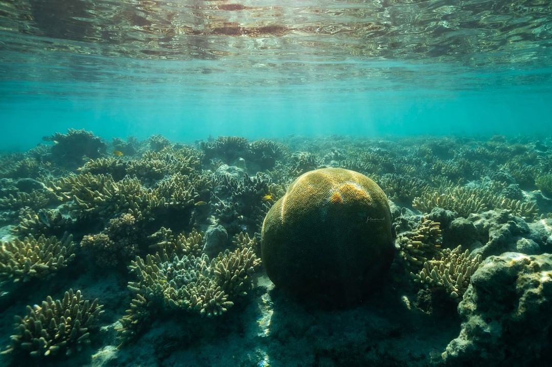 Красота подводного мира на снимках Жасмин Кэри