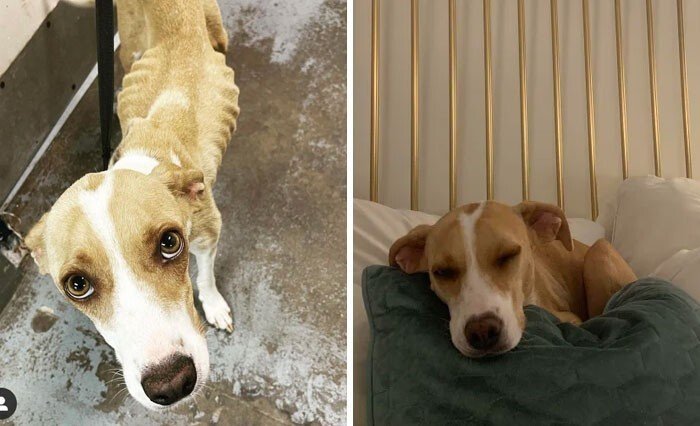 Преображения спасённых собак на снимках, которые согревают душу