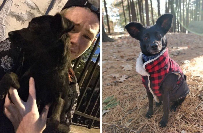 Преображения спасённых собак на снимках, которые согревают душу