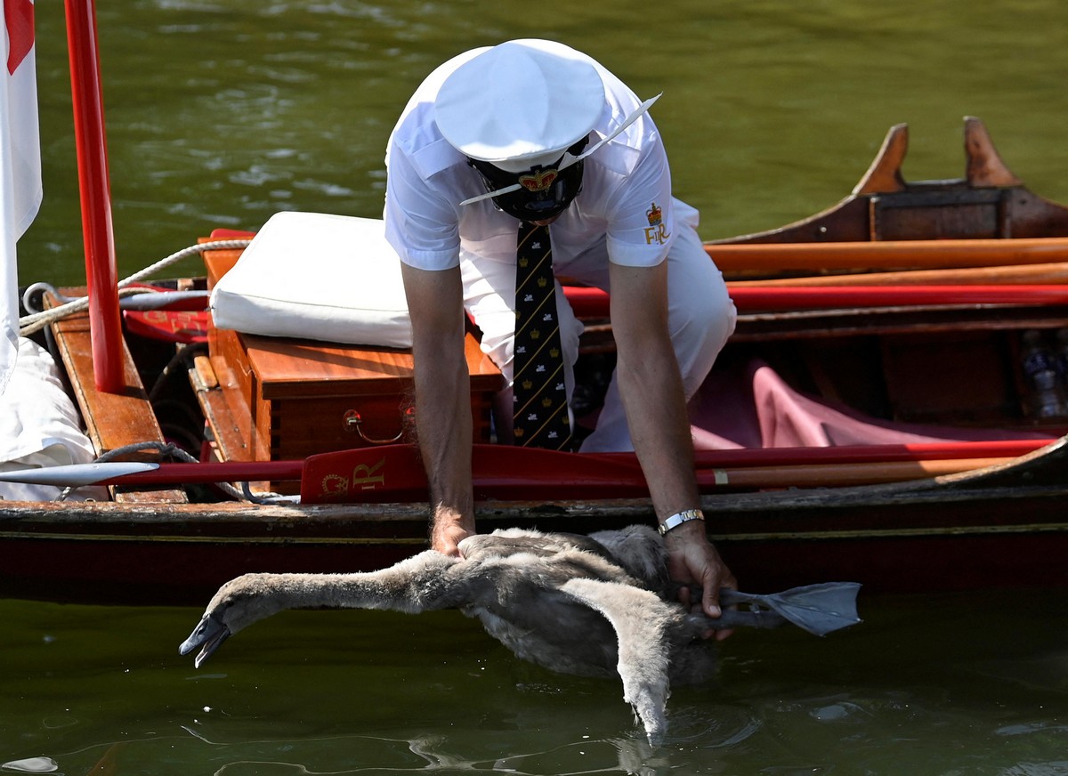 Ежегодная церемония подсчета лебедей в Великобритании