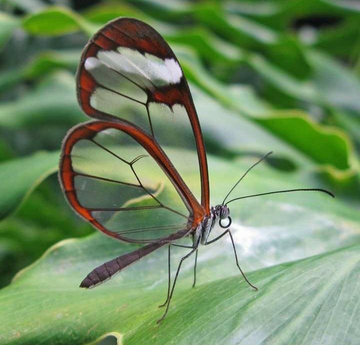Необычные творения матушки природы, которые прозрачны как стекло