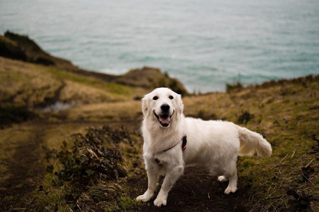 Служебный пёс Финниан и трогательные снимки его приключений