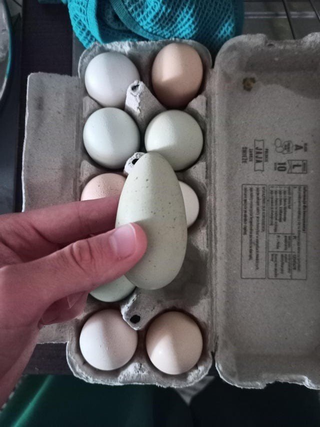 Снимки странных и удивительных куриных яиц