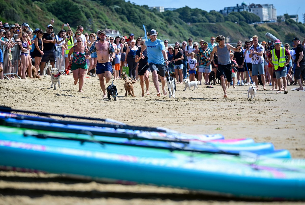 Чемпионат Великобритании по собачьему серфингу Dog Masters 2022