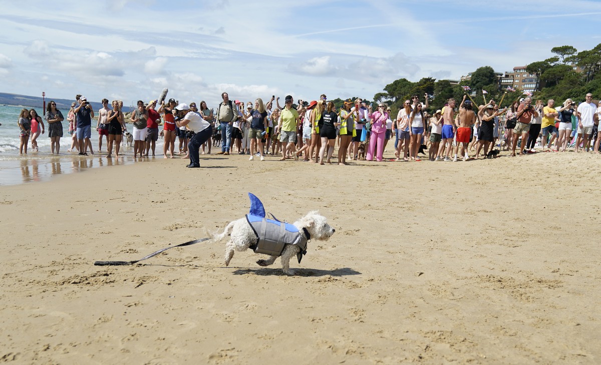Чемпионат Великобритании по собачьему серфингу Dog Masters 2022