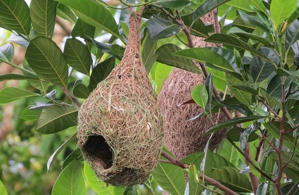 Гигантское гнездо птицы-ткачика и факты про этого пернатого монстра