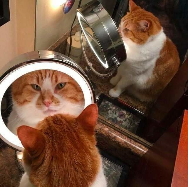 Котики и зеркала идеально подходят для комичных снимков