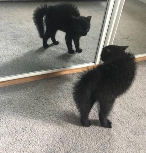 Котики и зеркала идеально подходят для комичных снимков