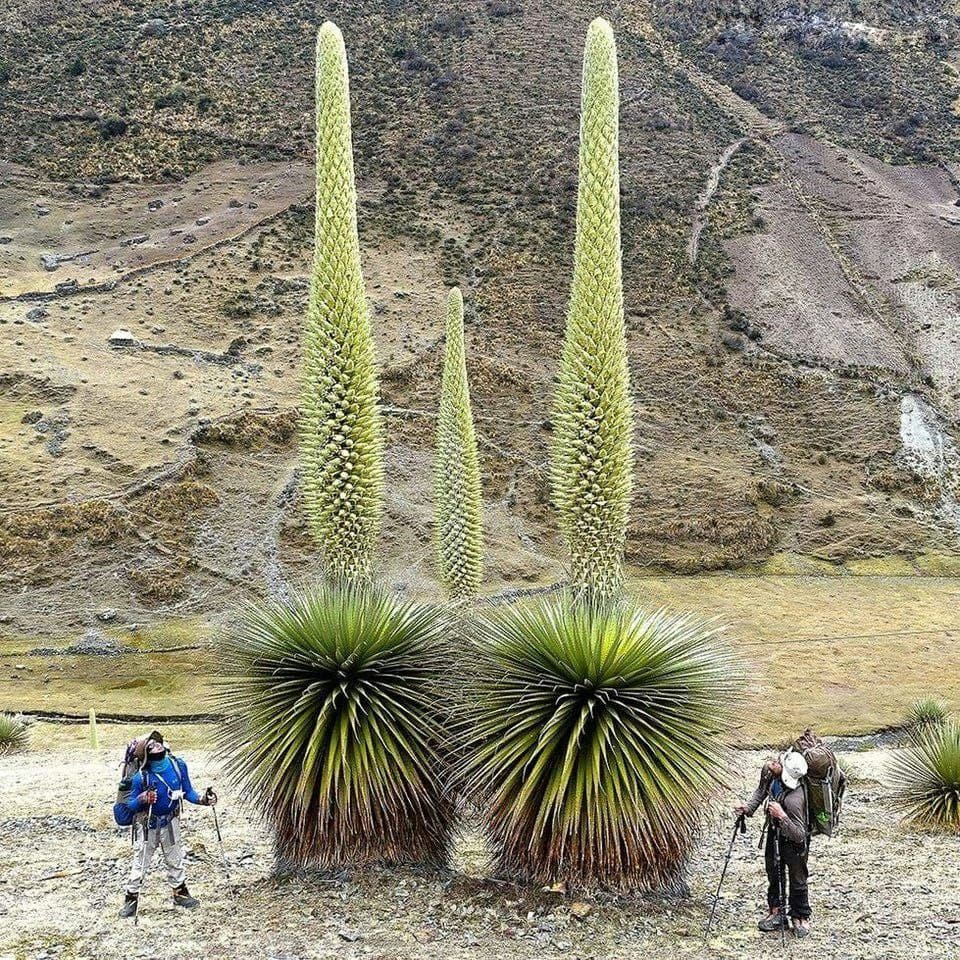 Снимки необычных растений, которые словно с другой планеты