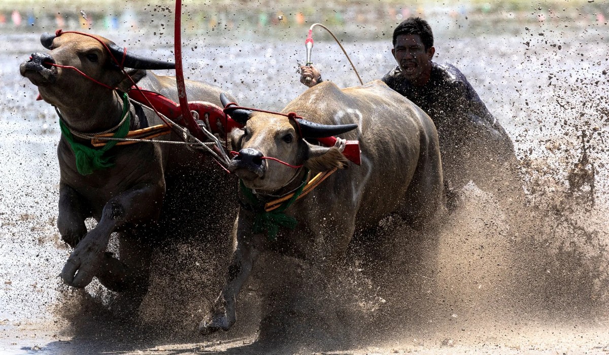 Традиционные гонки на буйволах в Таиланде