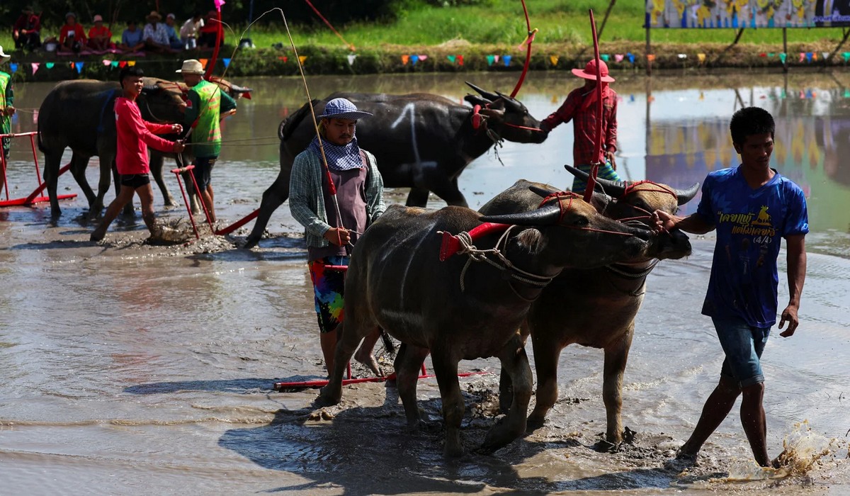 Традиционные гонки на буйволах в Таиланде