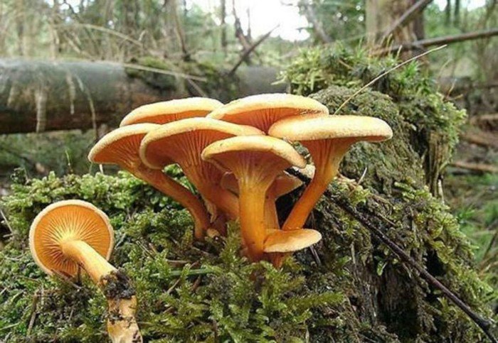 Какие же самые опасные грибы в России