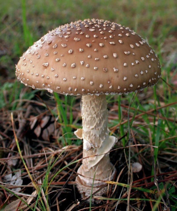 Какие же самые опасные грибы в России