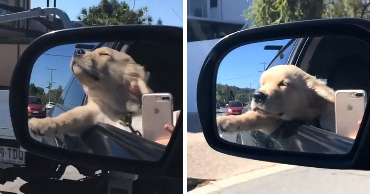 Нет в машине пассажира лучше, чем собака