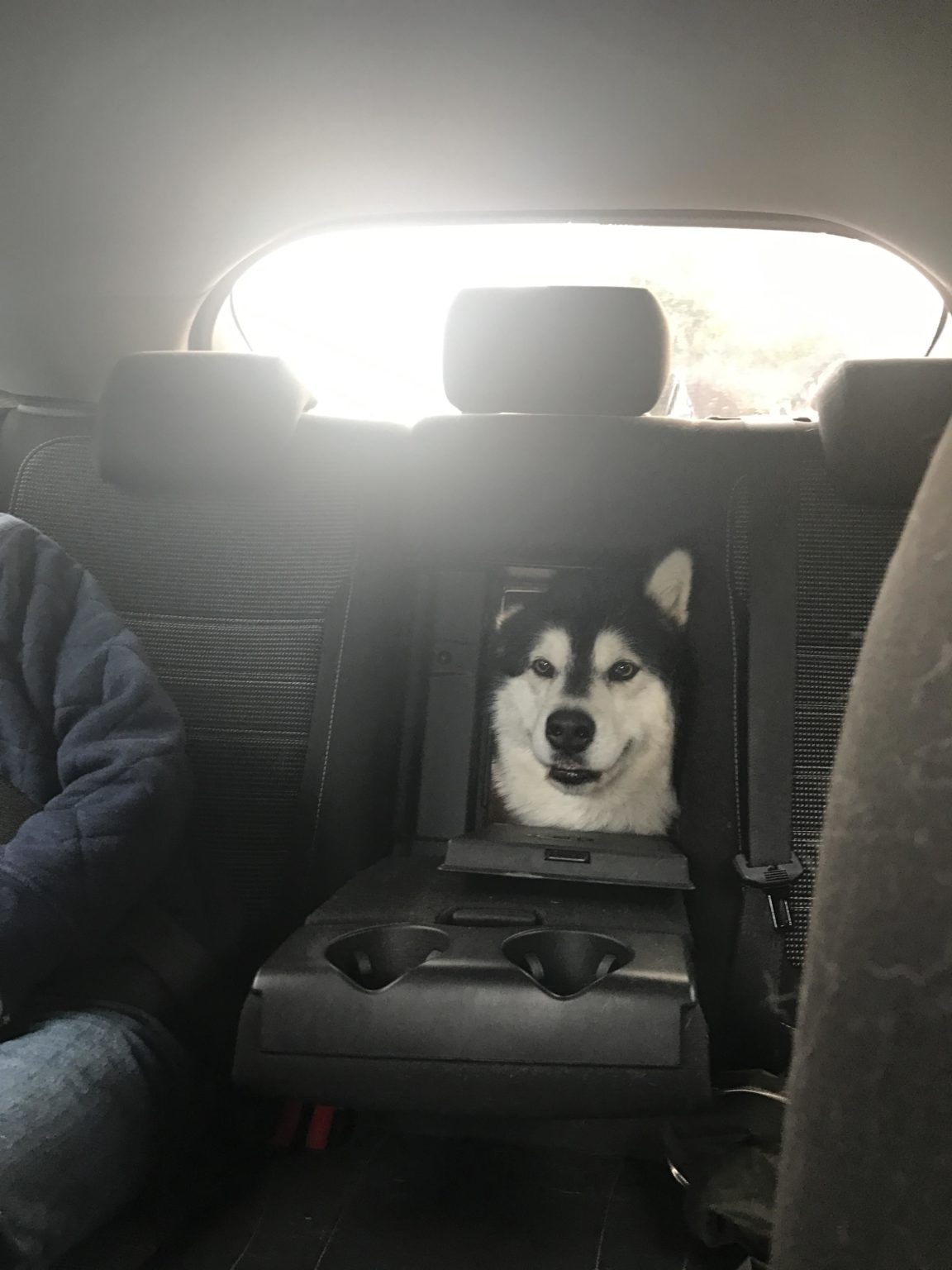 Нет в машине пассажира лучше, чем собака