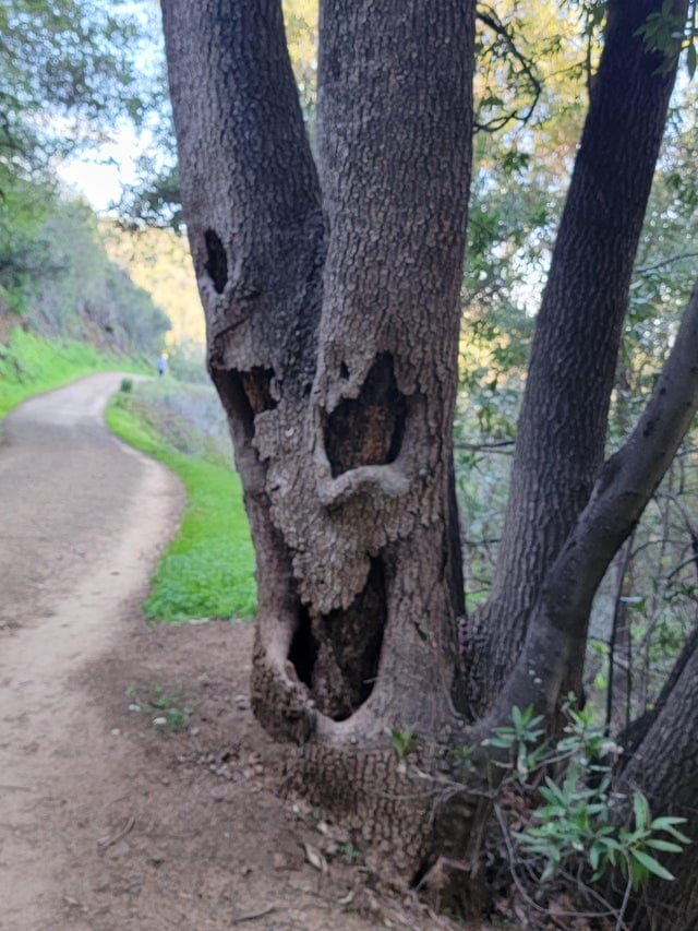 Иногда деревья принимают необычные, странные и даже пугающие формы