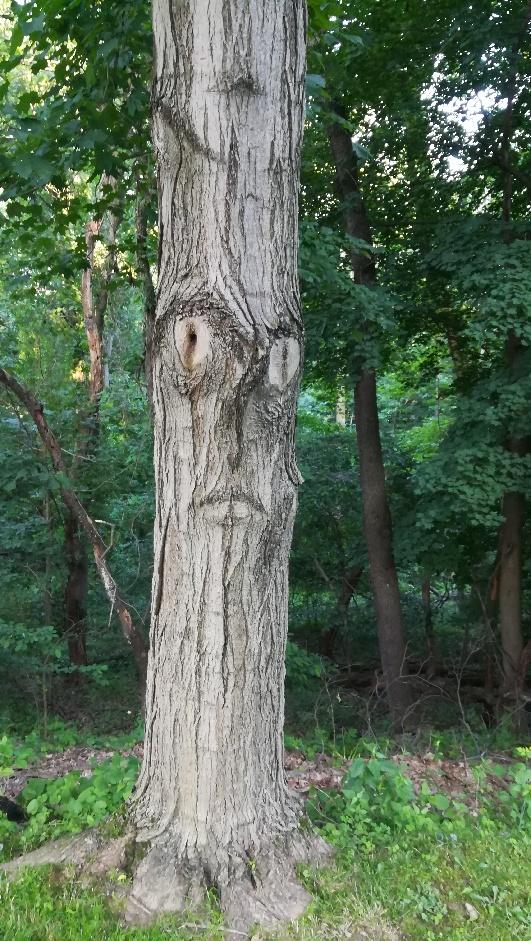 Иногда деревья принимают необычные, странные и даже пугающие формы