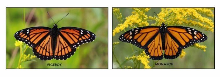 Почему в процессе эволюции у бабочек появились яркие крылья?