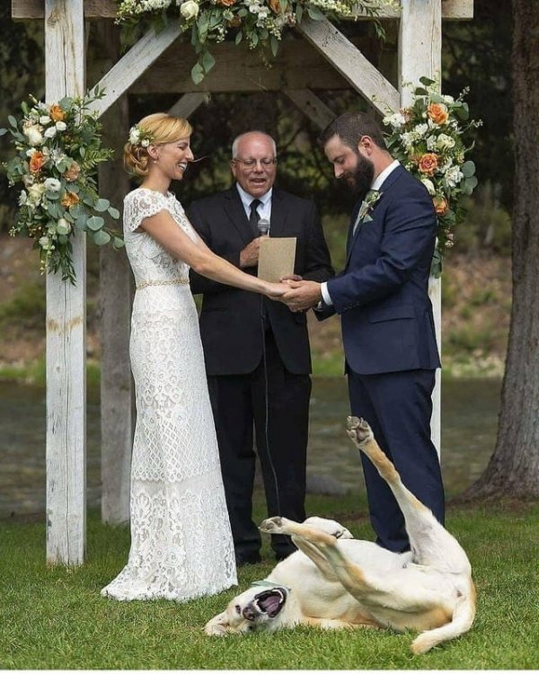 Весёлые снимки разных ситуаций со свадеб
