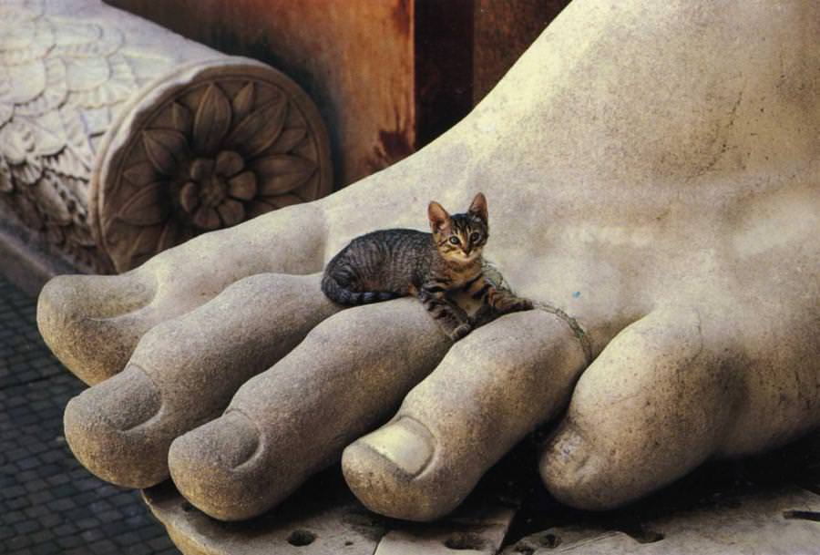 Котики и статуи украшают и дополняют друг друга Животные