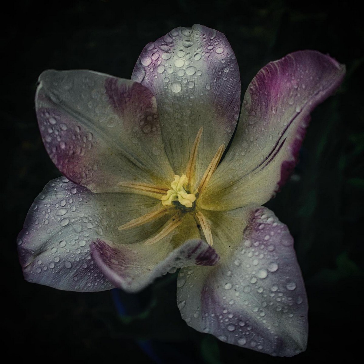 Красивые цветы крупным планом на снимках Энн Венер