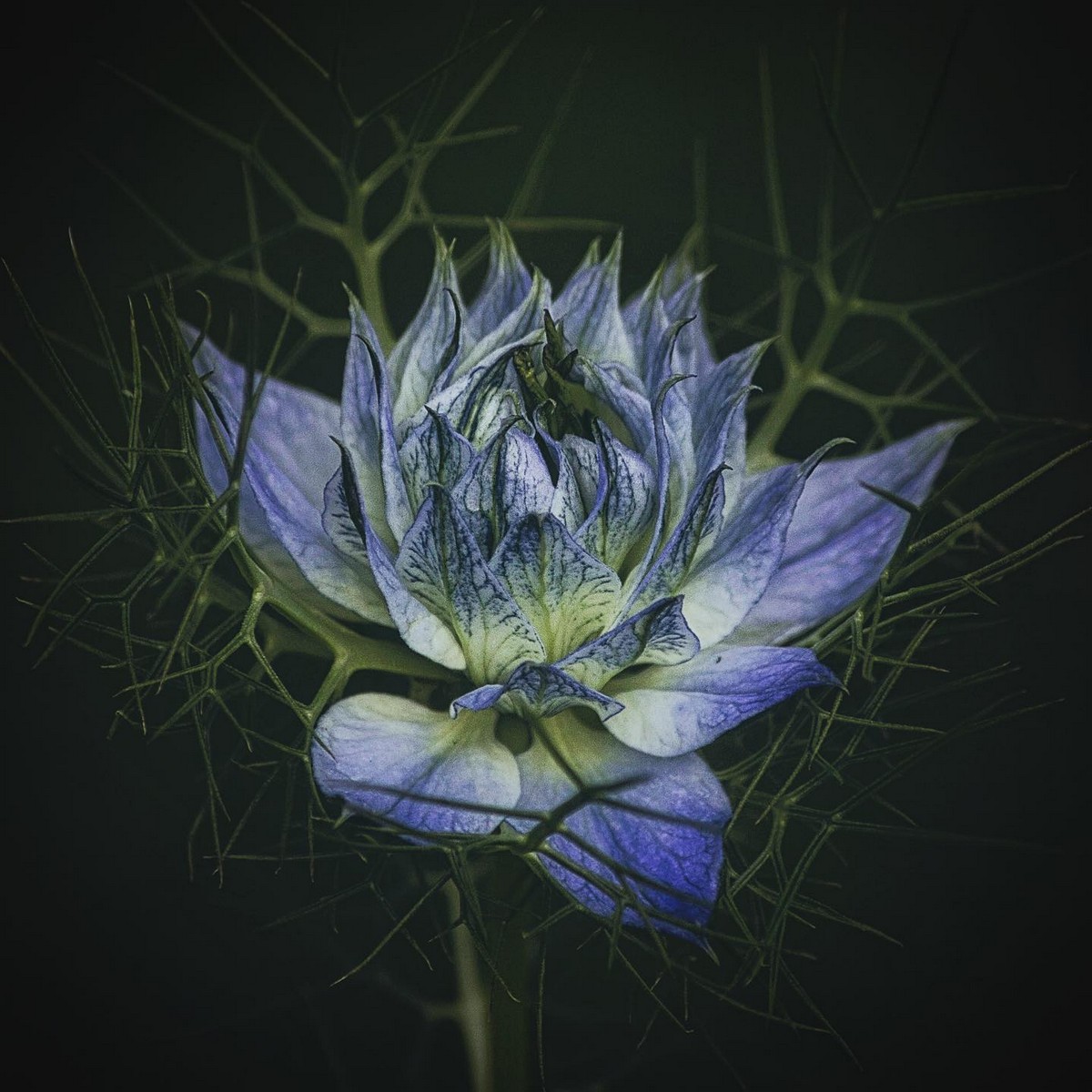 Красивые цветы крупным планом на снимках Энн Венер