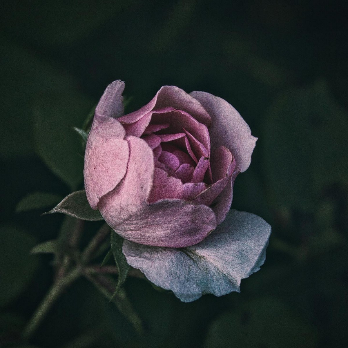 Красивые цветы крупным планом на снимках Энн Венер Природа