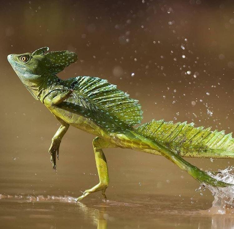 Необычные рептилии нашей планеты с фантастическим внешним видом