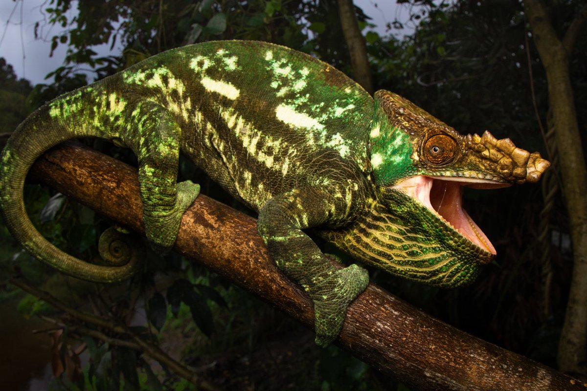 Необычные рептилии нашей планеты с фантастическим внешним видом