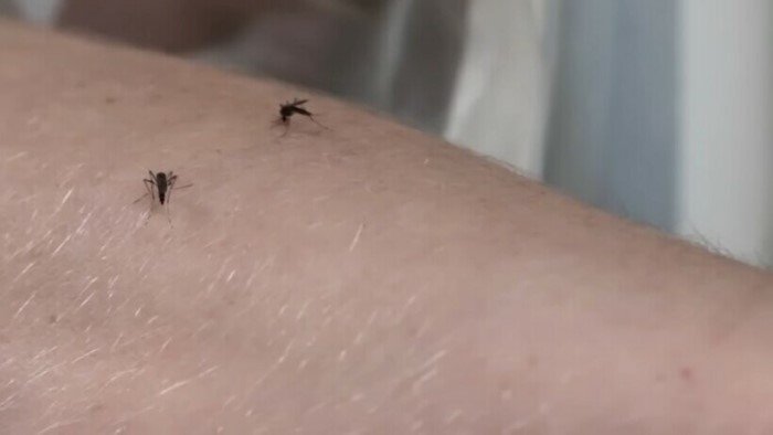 Для чего энтомологи позволяют комарам себя кусать