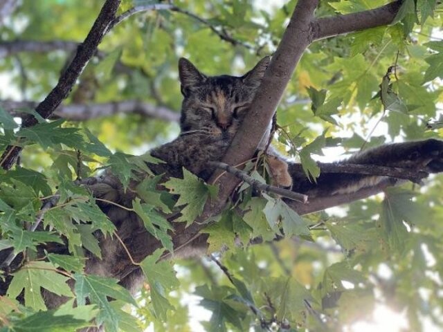 Снимки котиков, которые уютно спят на деревьях