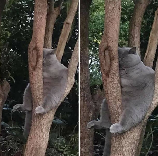 Снимки котиков, которые уютно спят на деревьях