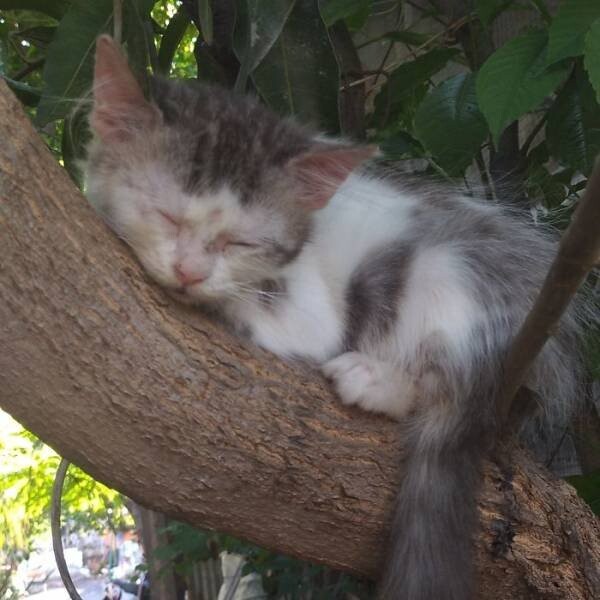 Снимки котиков, которые уютно спят на деревьях