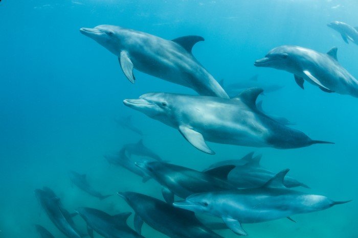 Как дельфины узнают своих друзей по вкусу их мочи