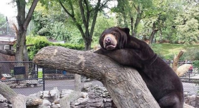 Снимки с забавными медведями, которые вызовут у вас улыбку