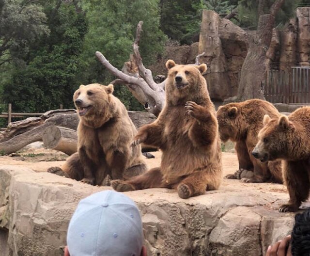 Снимки с забавными медведями, которые вызовут у вас улыбку