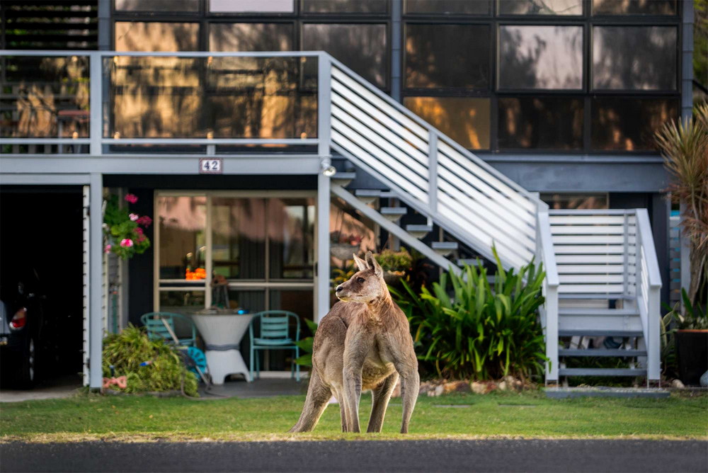 Толпа кенгуру захватывает крошечный австралийский городок