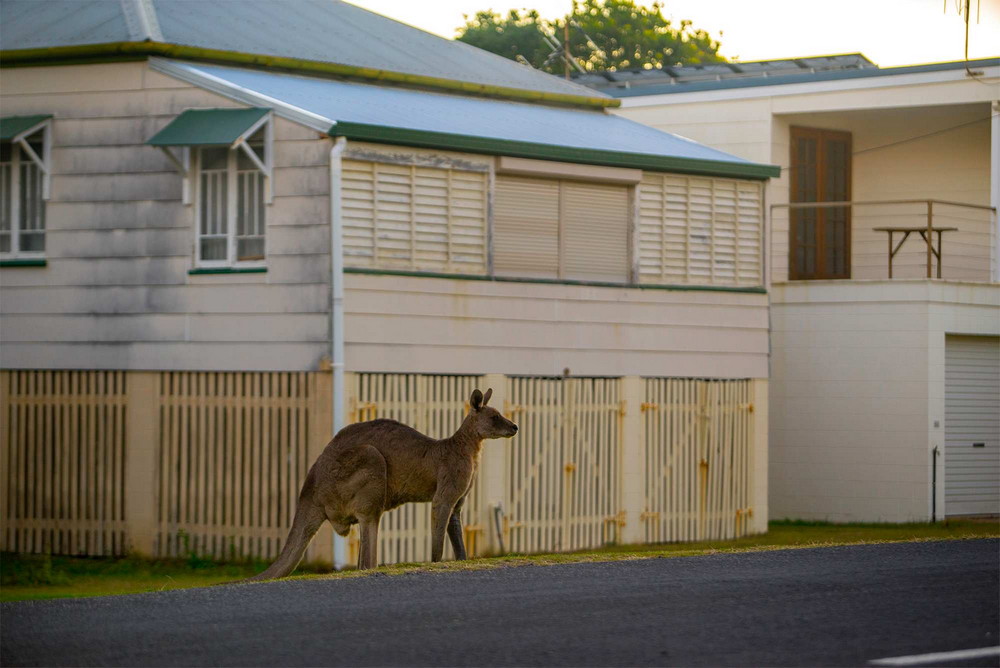 Толпа кенгуру захватывает крошечный австралийский городок