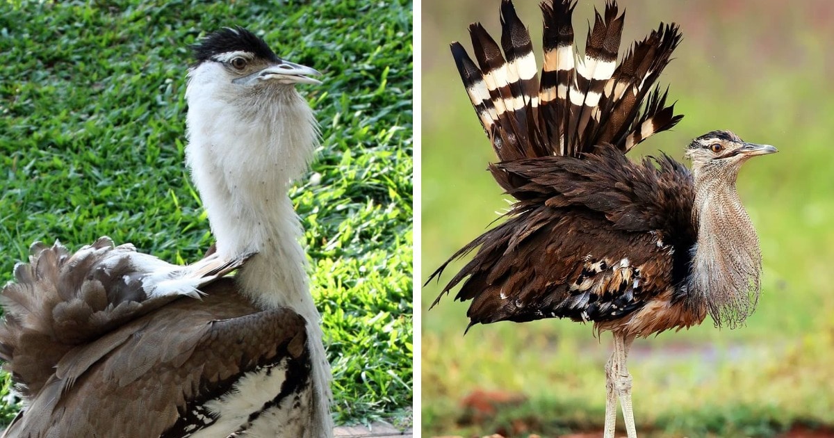 17 самых больших и тяжёлых птиц нашей планеты