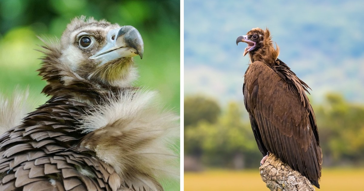 17 самых больших и тяжёлых птиц нашей планеты